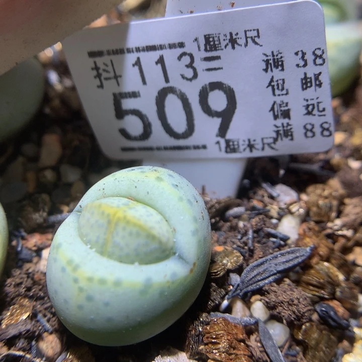 精品生石花113.509