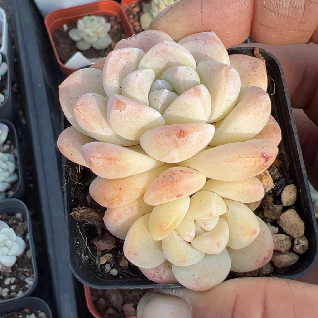 小卡拉米糖心一物一拍1-110