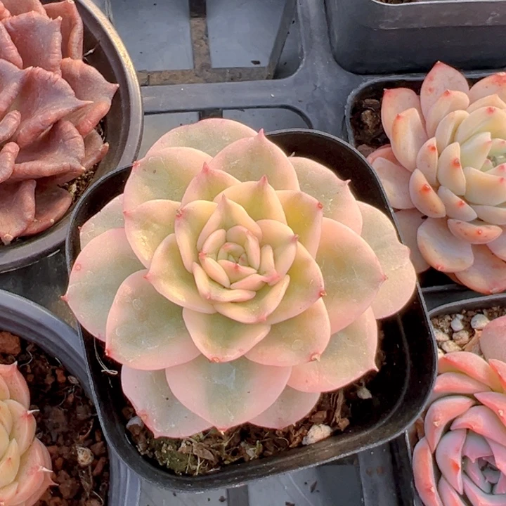 腊牡丹锦【一物一拍】两单包邮