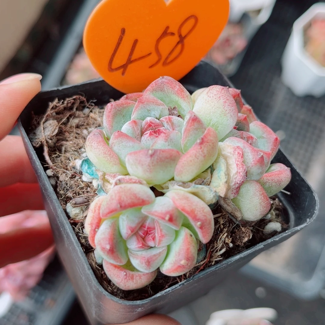 昱***语458号小老桩珍妮群