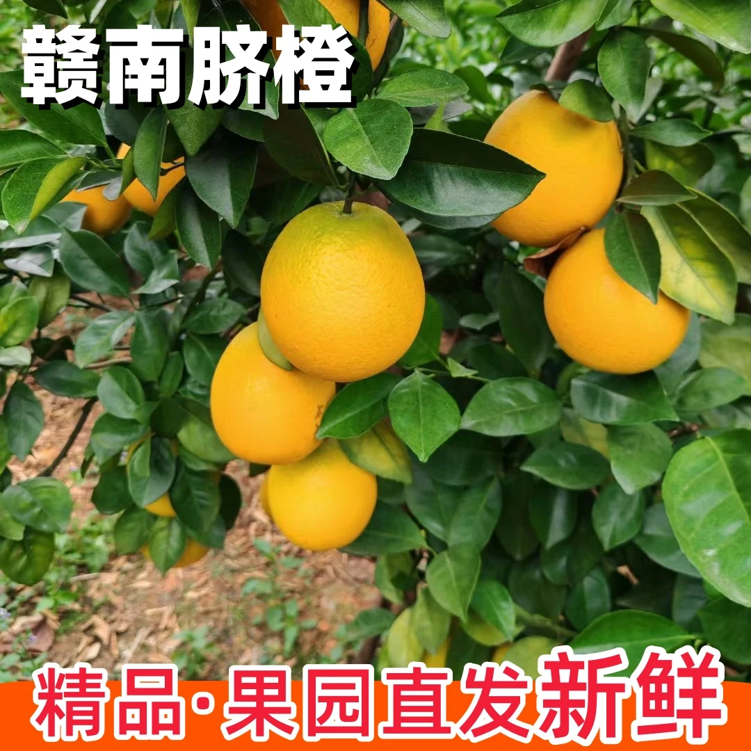 果园直发江西赣南脐橙当季水果原产地直发皮薄肉厚多汁手播脐橙子