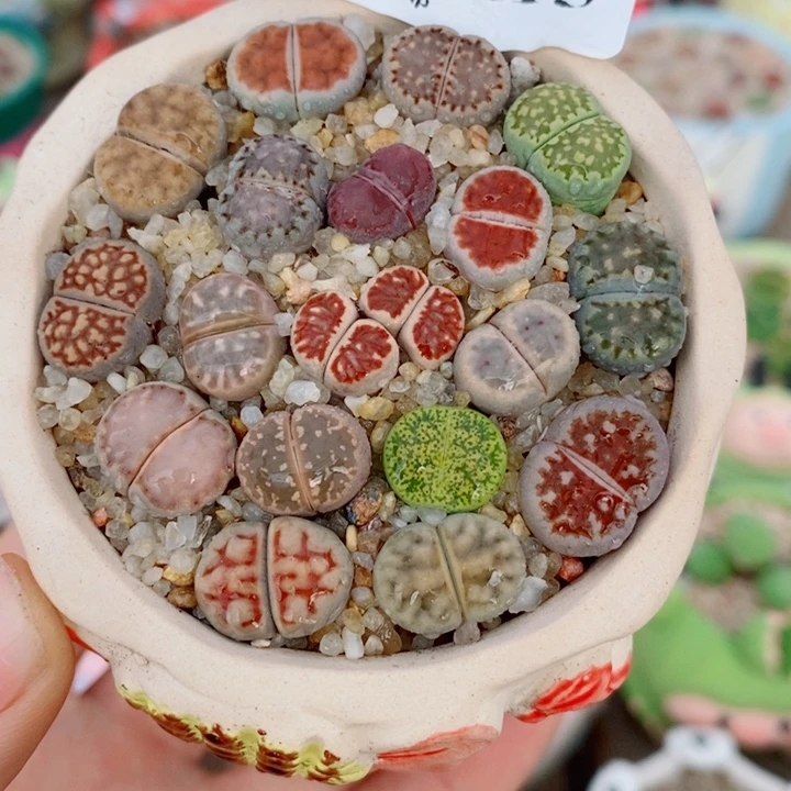 生石花花花花花花115