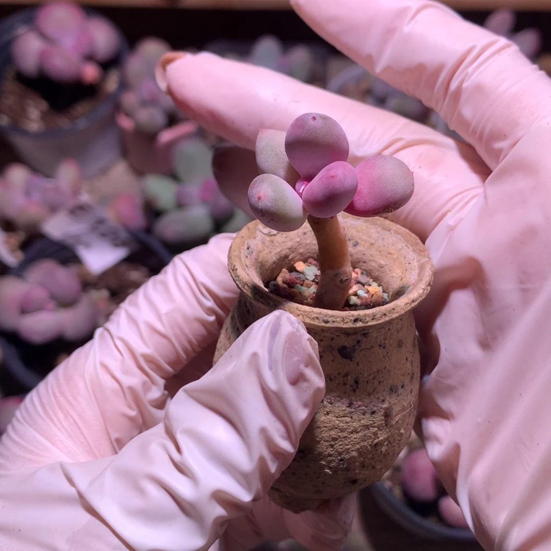 彩虹奶酪多肉 彩虹奶酪