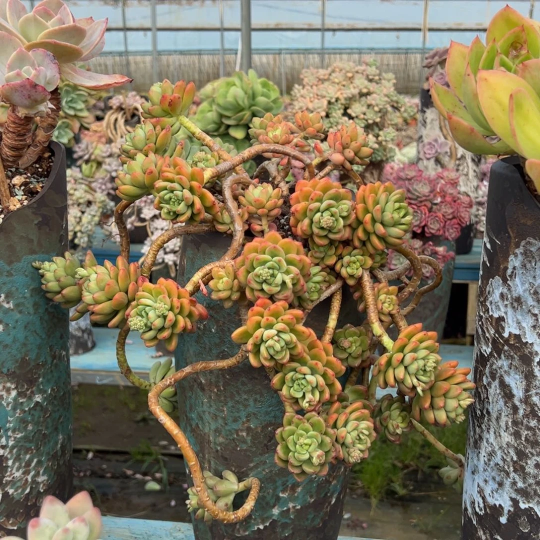 露养老桩脱土裸根香格里拉