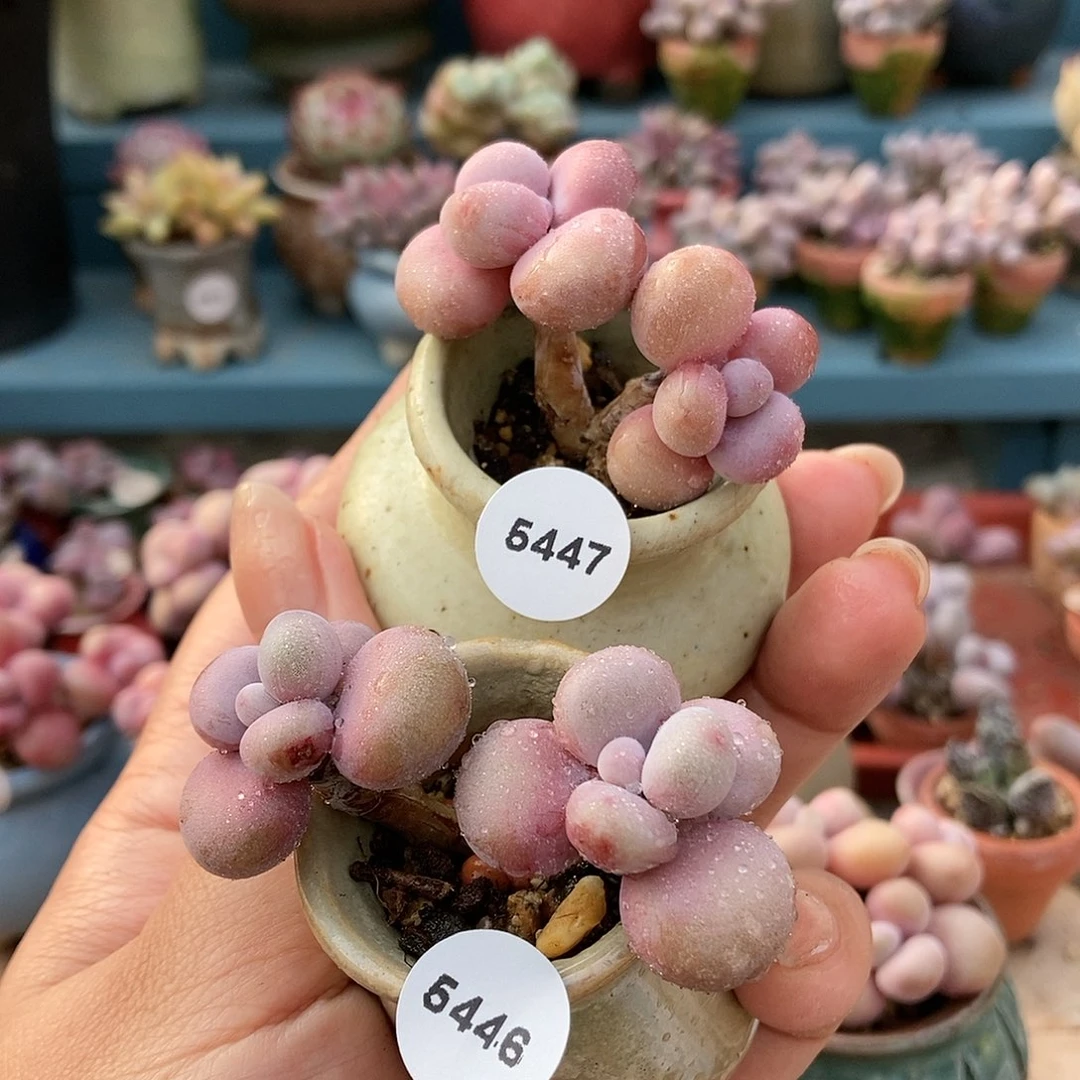 5447.5446.两颗带盆土