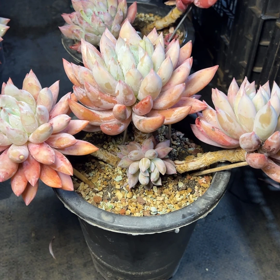 【闪购商品】所罗门多肉88