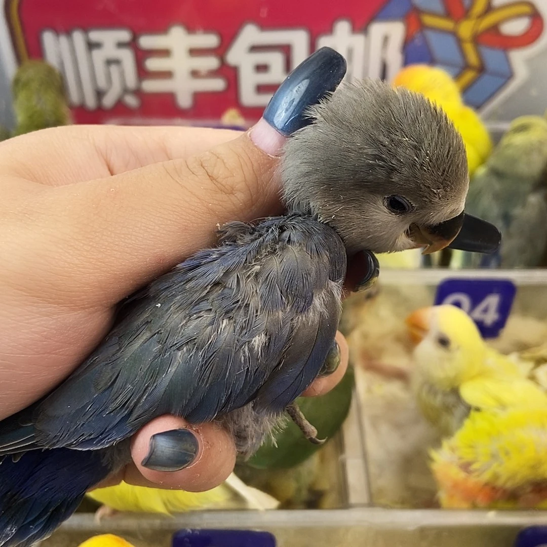 鹦鹉35679865321478
