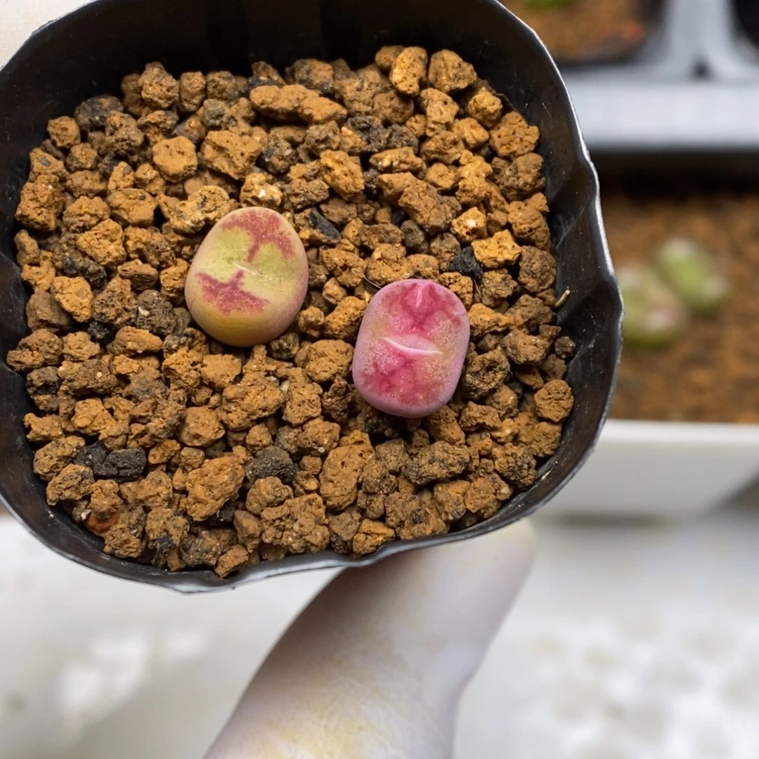 多肉植物肉锥杂交K-3827