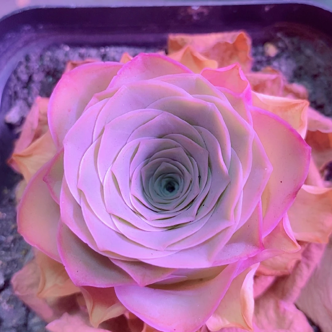 浪花酒杯fl一物一拍004