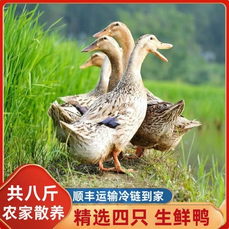 精选四只散养农家土鸭麻鸭无掌无翅自然生长红色烧烤鸭