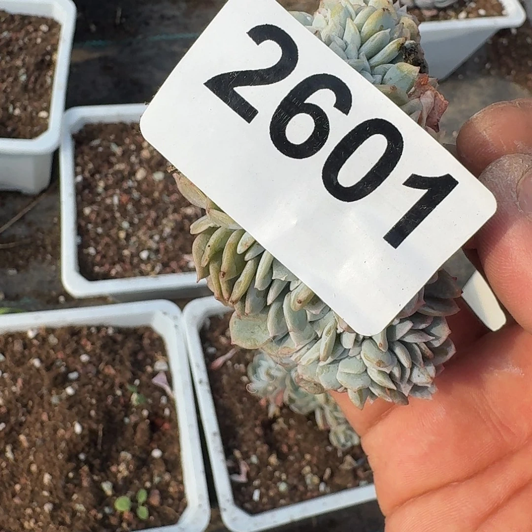 ?*潭313161631313131131