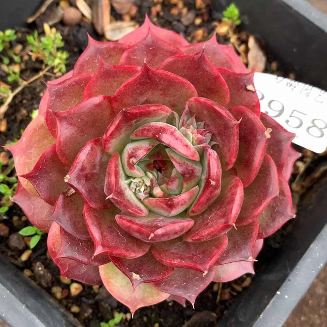 2958杂交多肉植物