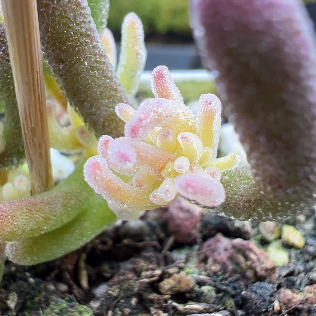 dy5372小冰霜锦冠幅4cm