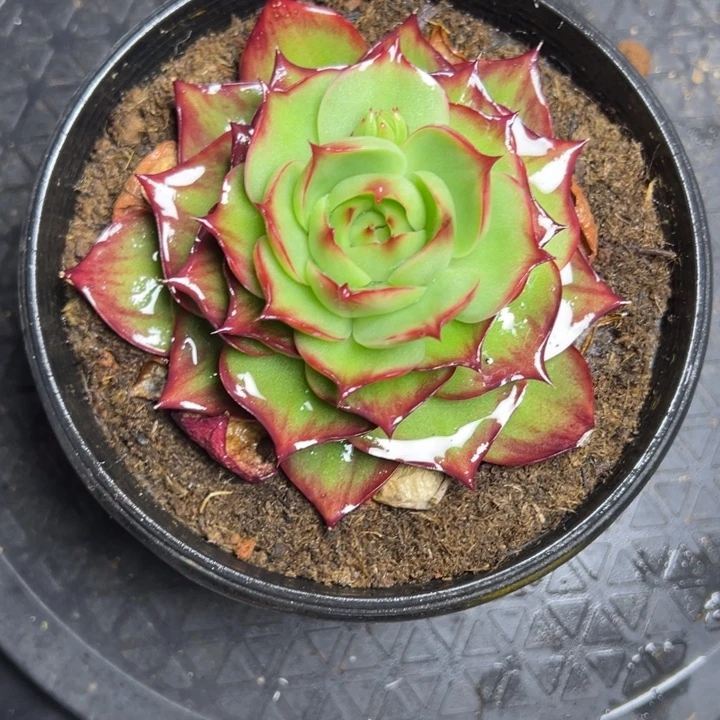 惊鸿仙子多肉植物