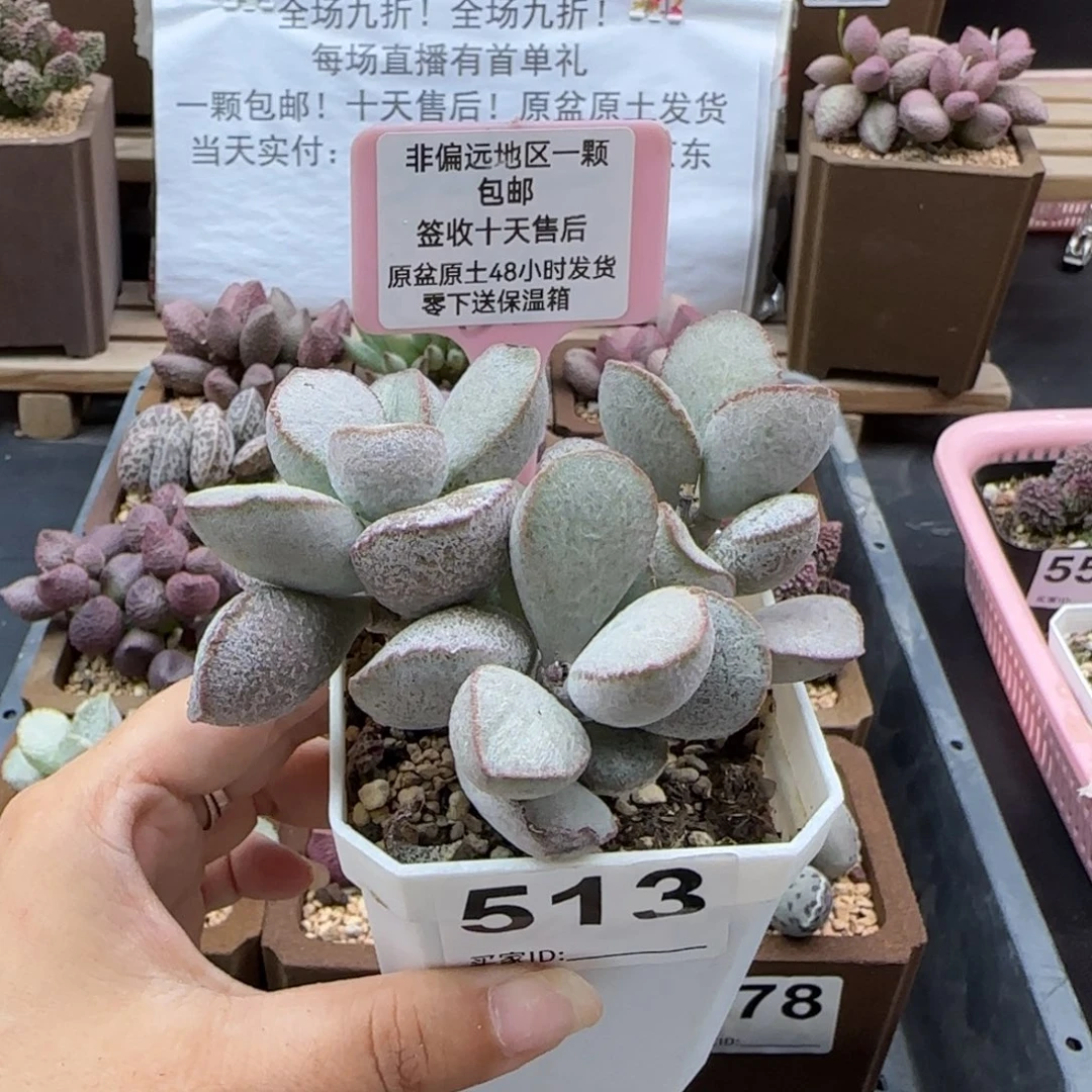 513春彩磨砂蛋多肉植物微瑕