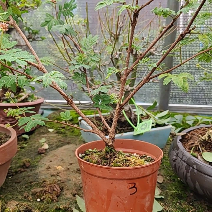 烟***飞无花朵红花姬合欢好看好养桩