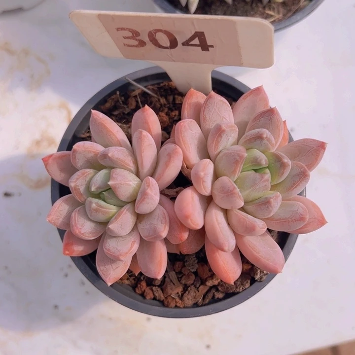 健健康康平平安安