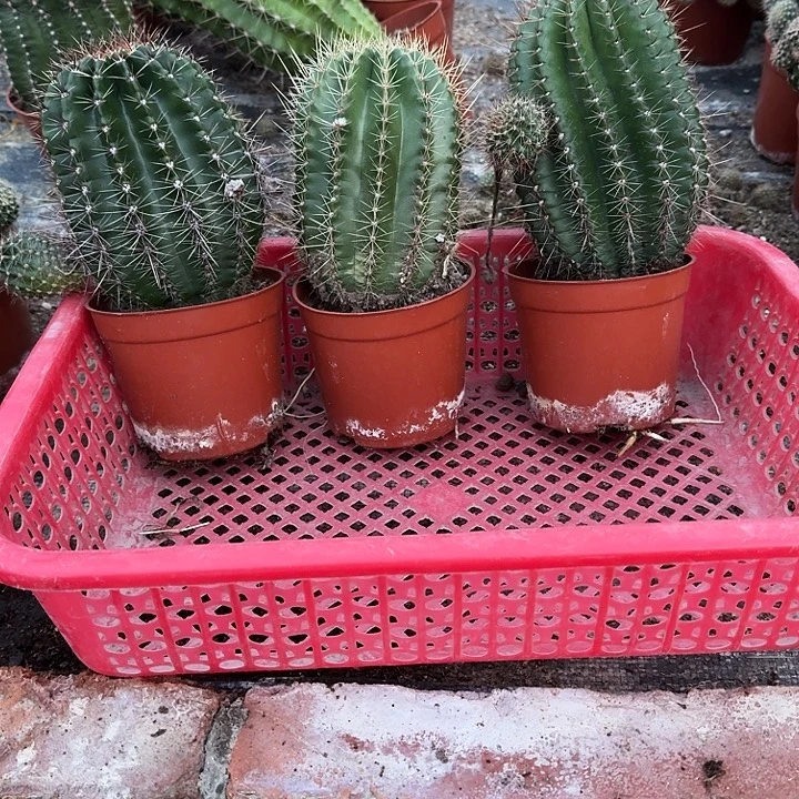佩***玉无花朵彩草哈哈哈哈哈哈哈