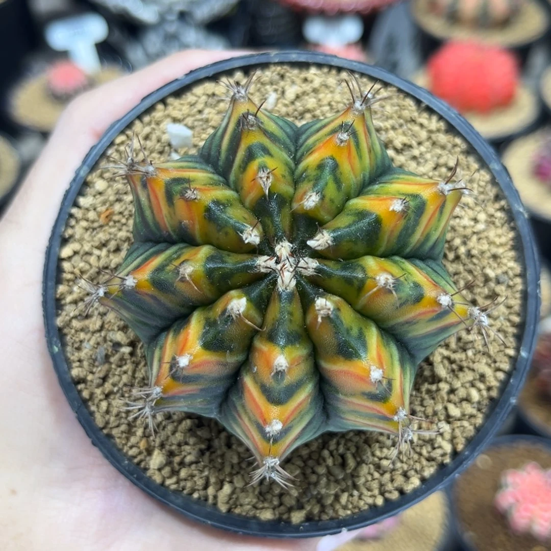 乌贼实生后代———————-