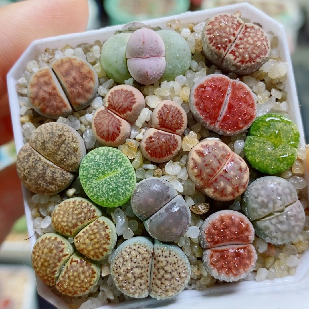 生石花花花花花花花花468