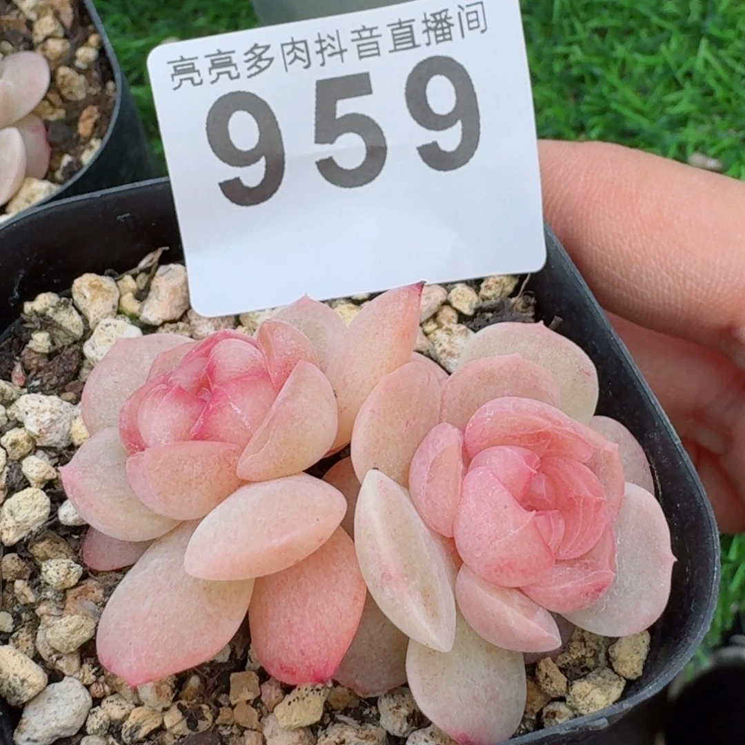 草莓啵啵         精品多肉