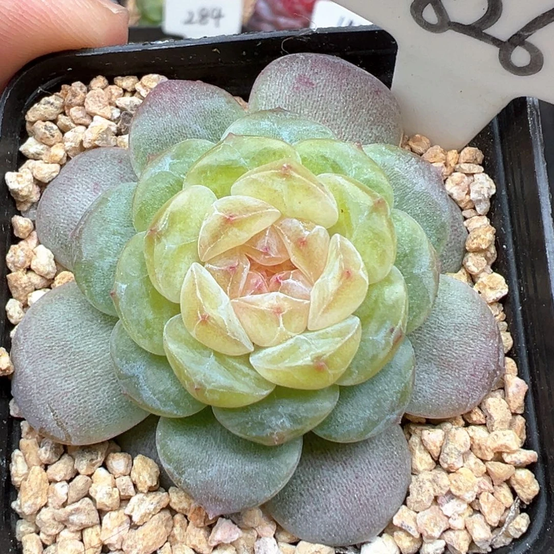 826号风花雪月系列清歌