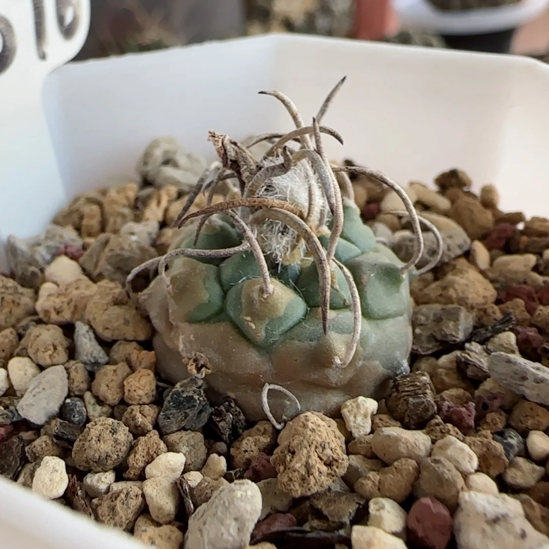 A76实生2.2升龙丸多肉