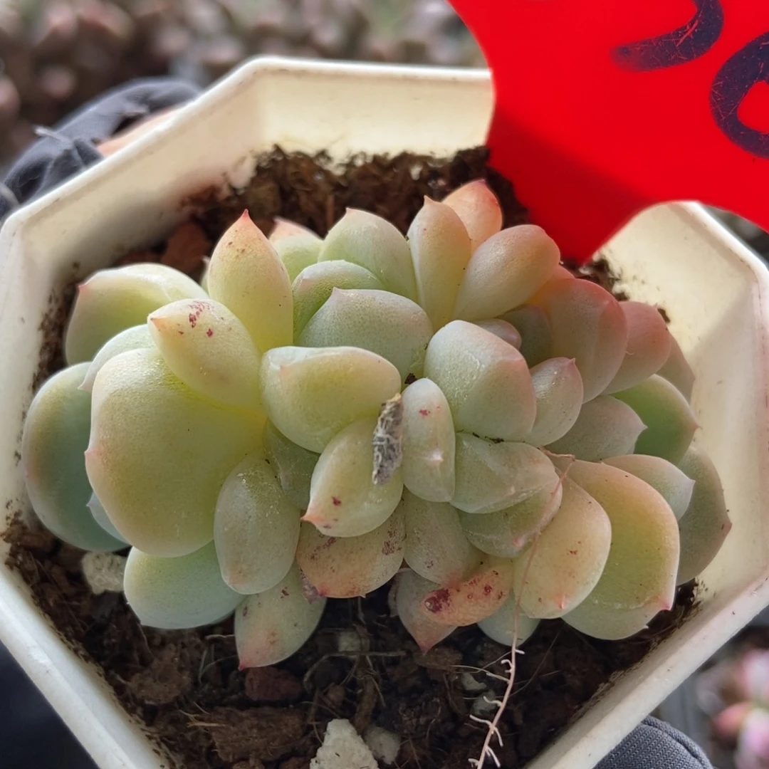 836幻梦多肉植物保护