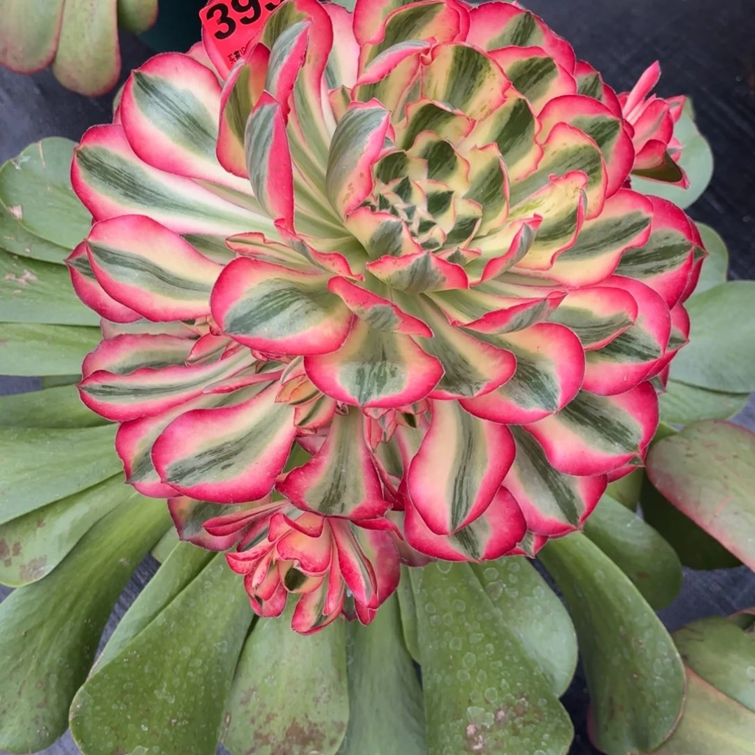 小*猫爱丽丝锦393寄养，春天发货