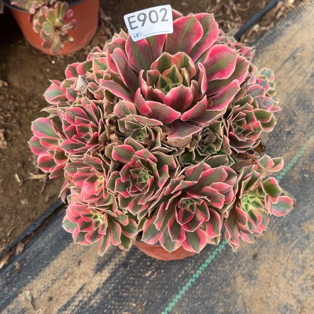 902粉女郎多肉植物法师多肉