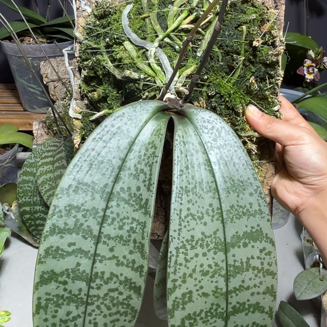 无花朵苏园西蕾丽板植