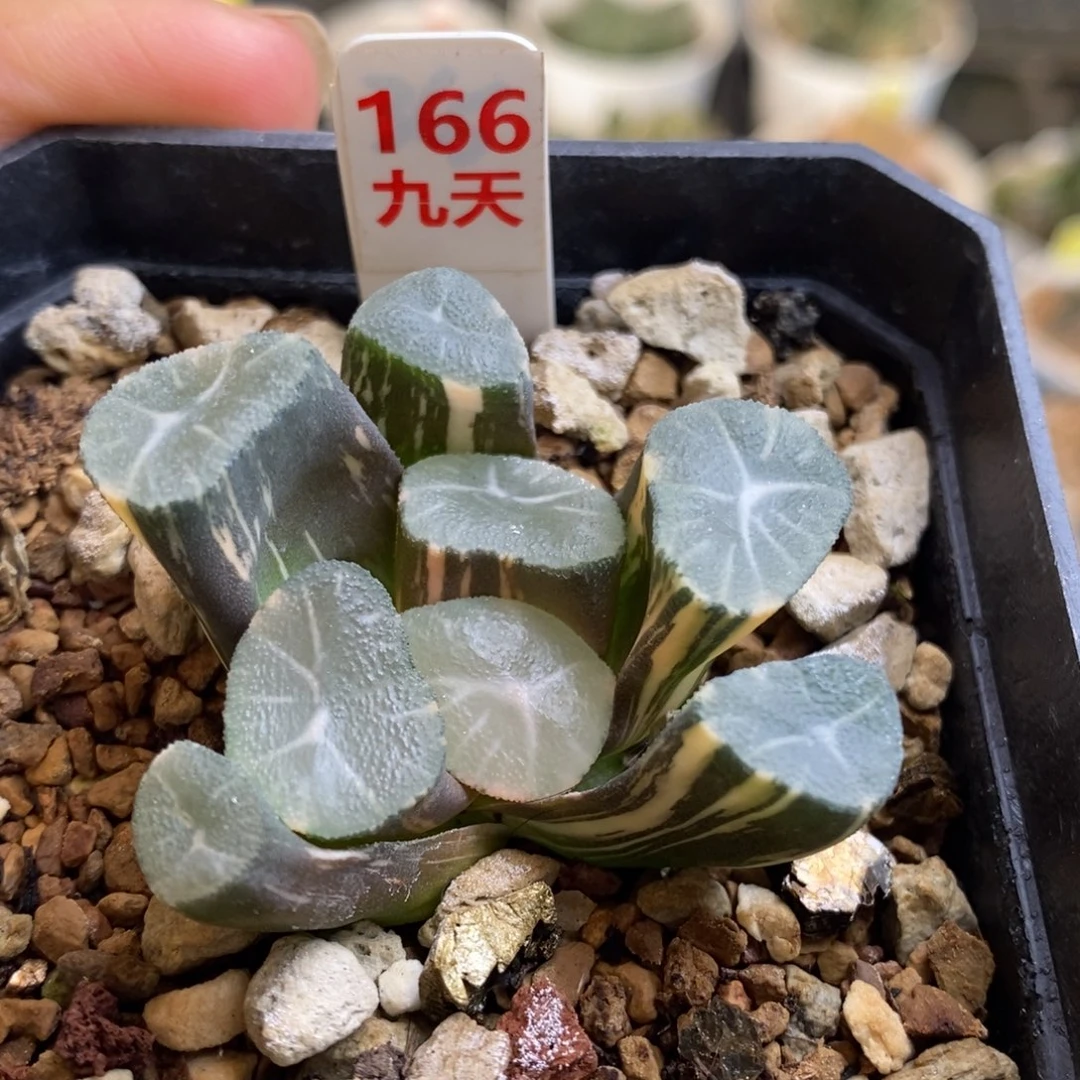 166号玉龙万象锦带盆