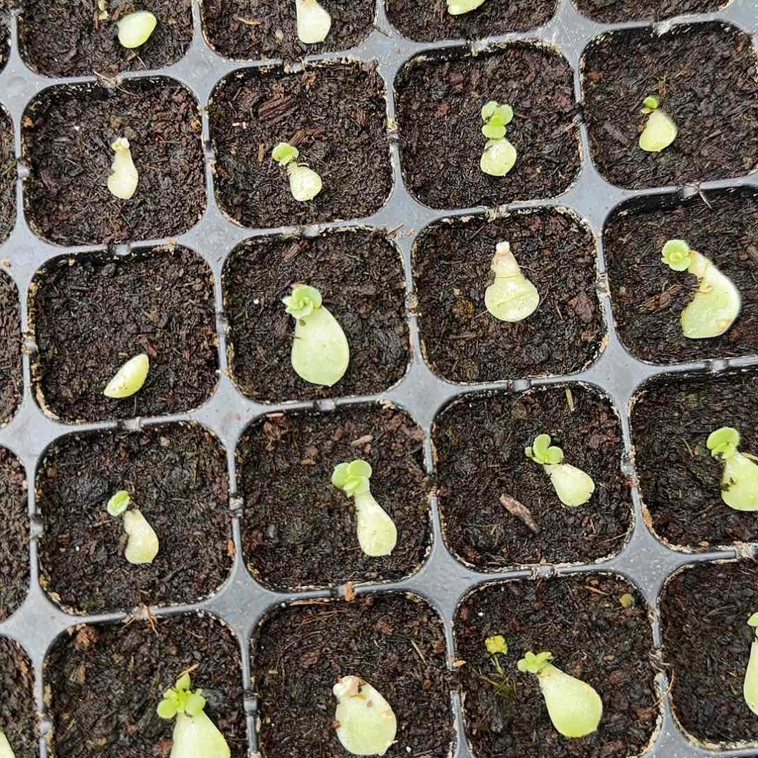 纸鸢芝麻一个满25包邮