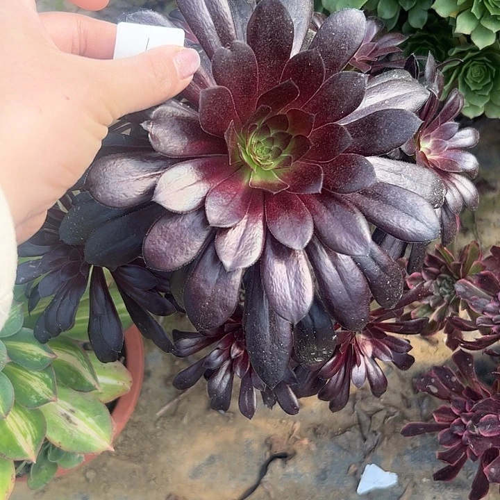 天**神多肉法师植物链接1