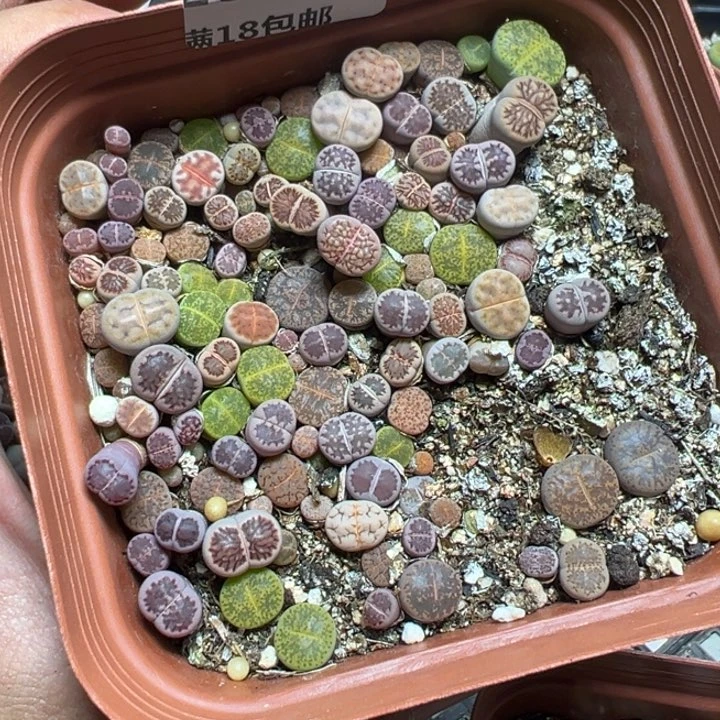 【闪购商品】 293。