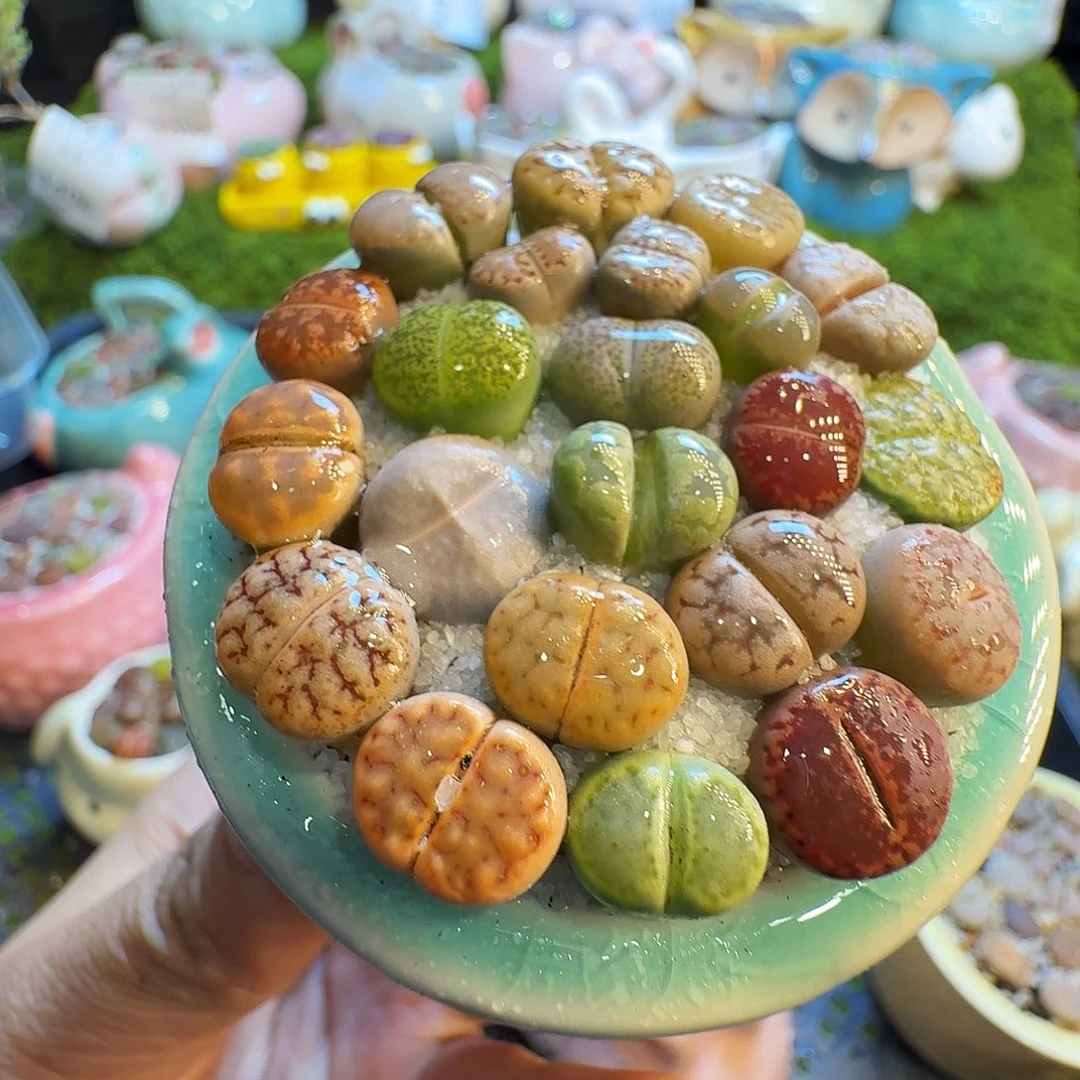 多肉植物福利冲1458