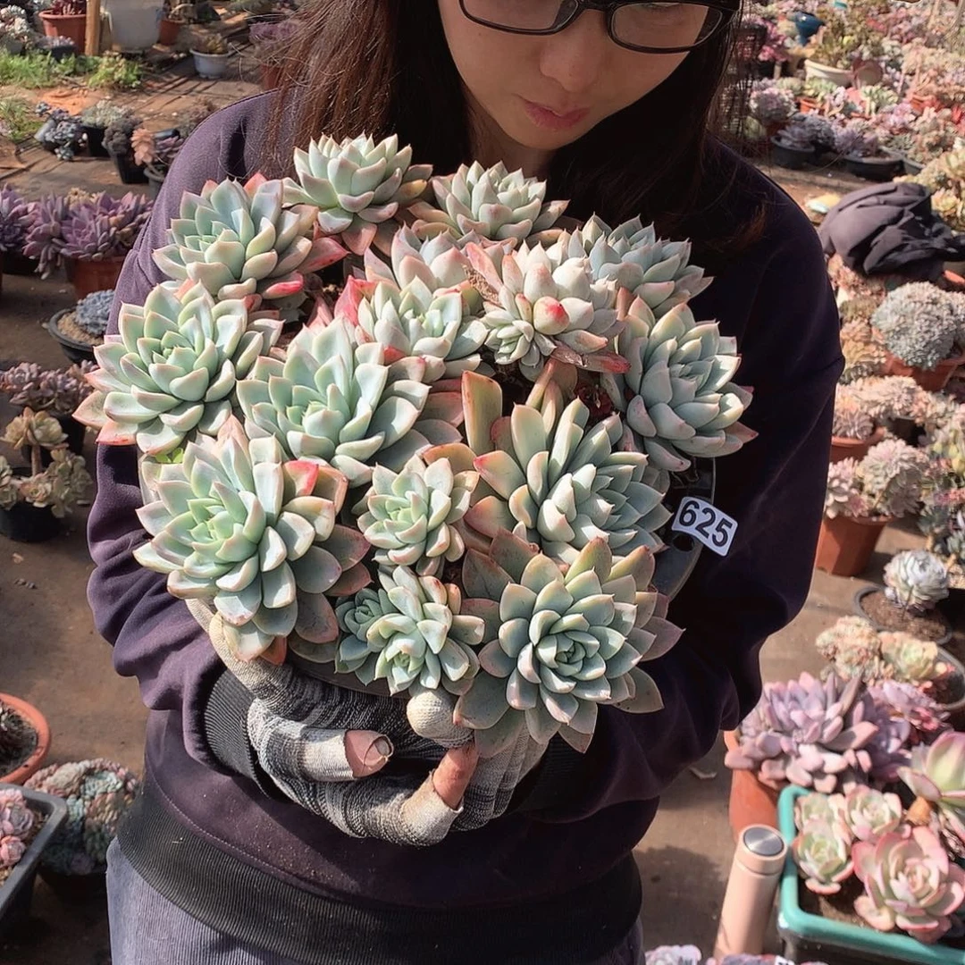 625艾莎 一物一拍多肉