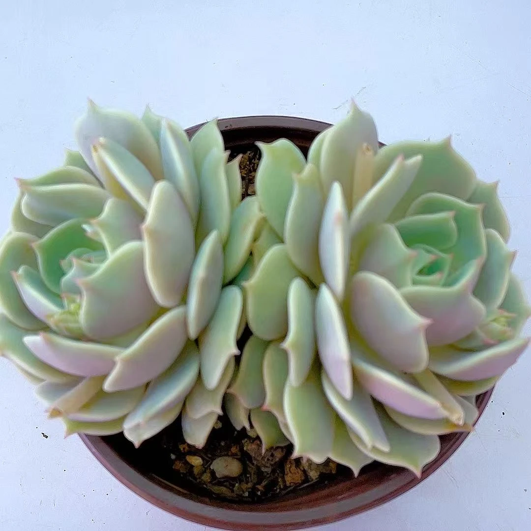 双头露娜莲120盆【脱土发货】满两单包邮 多肉植物 好看 好养