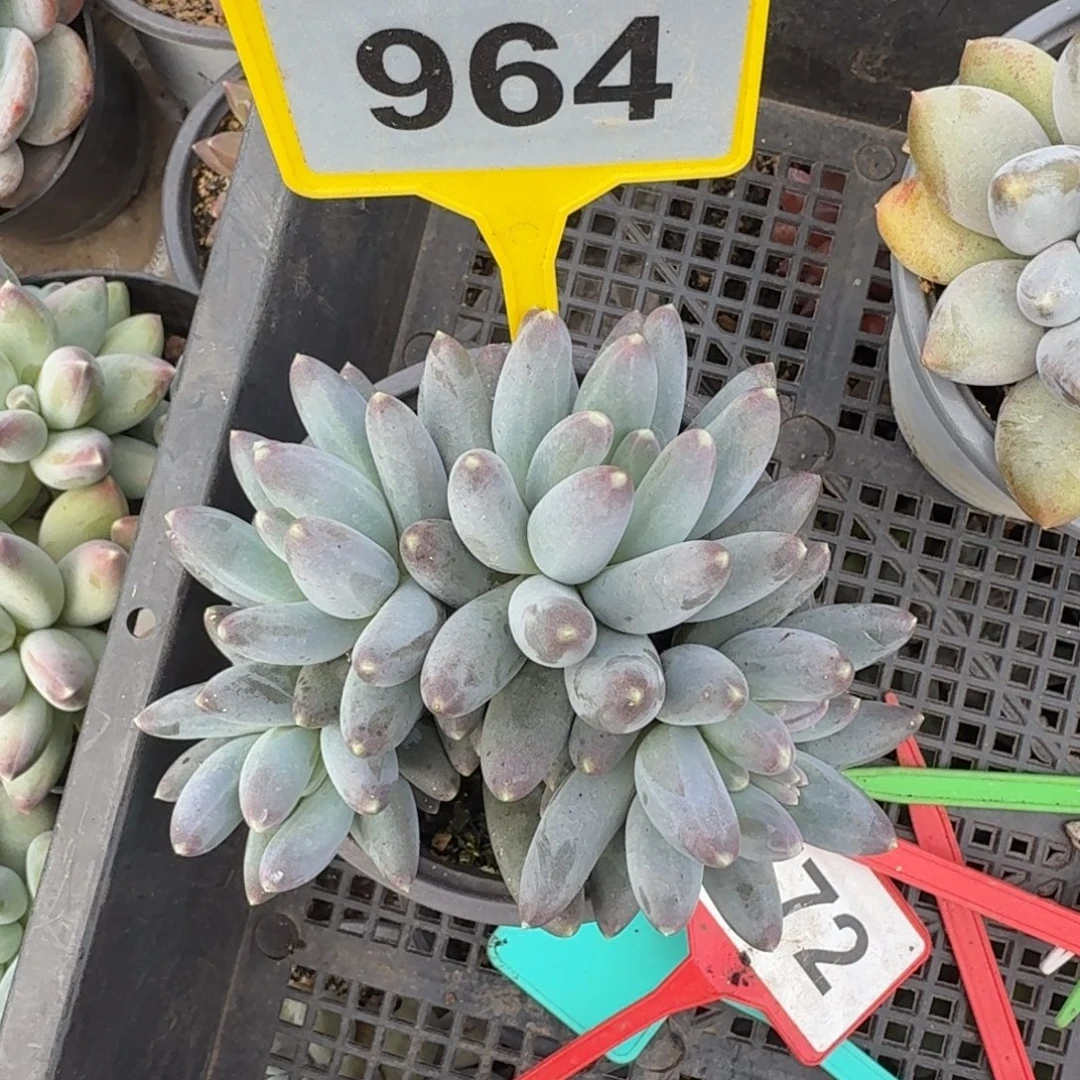 多肉植物松果美人964