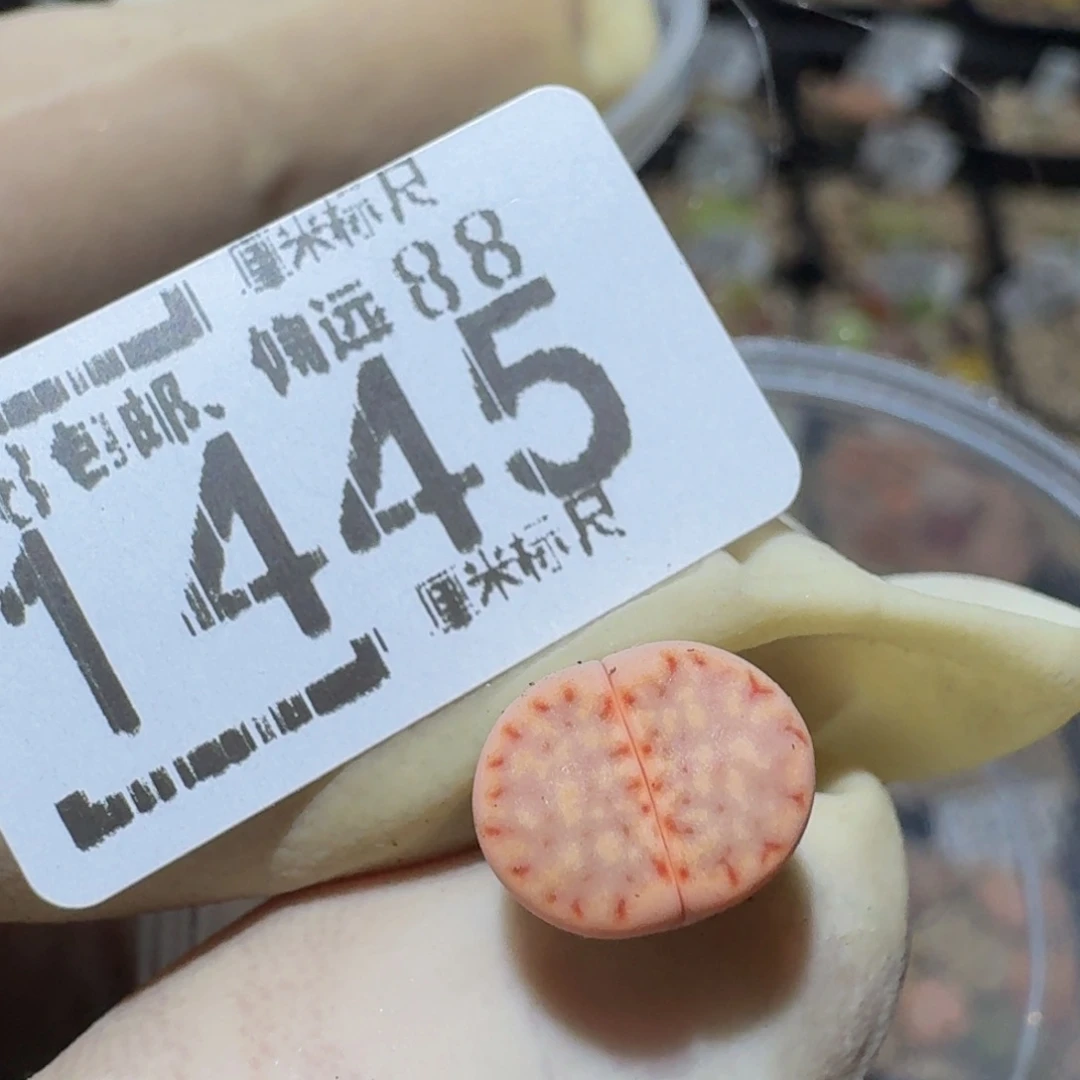 zzzzzz生石花肉锥1445