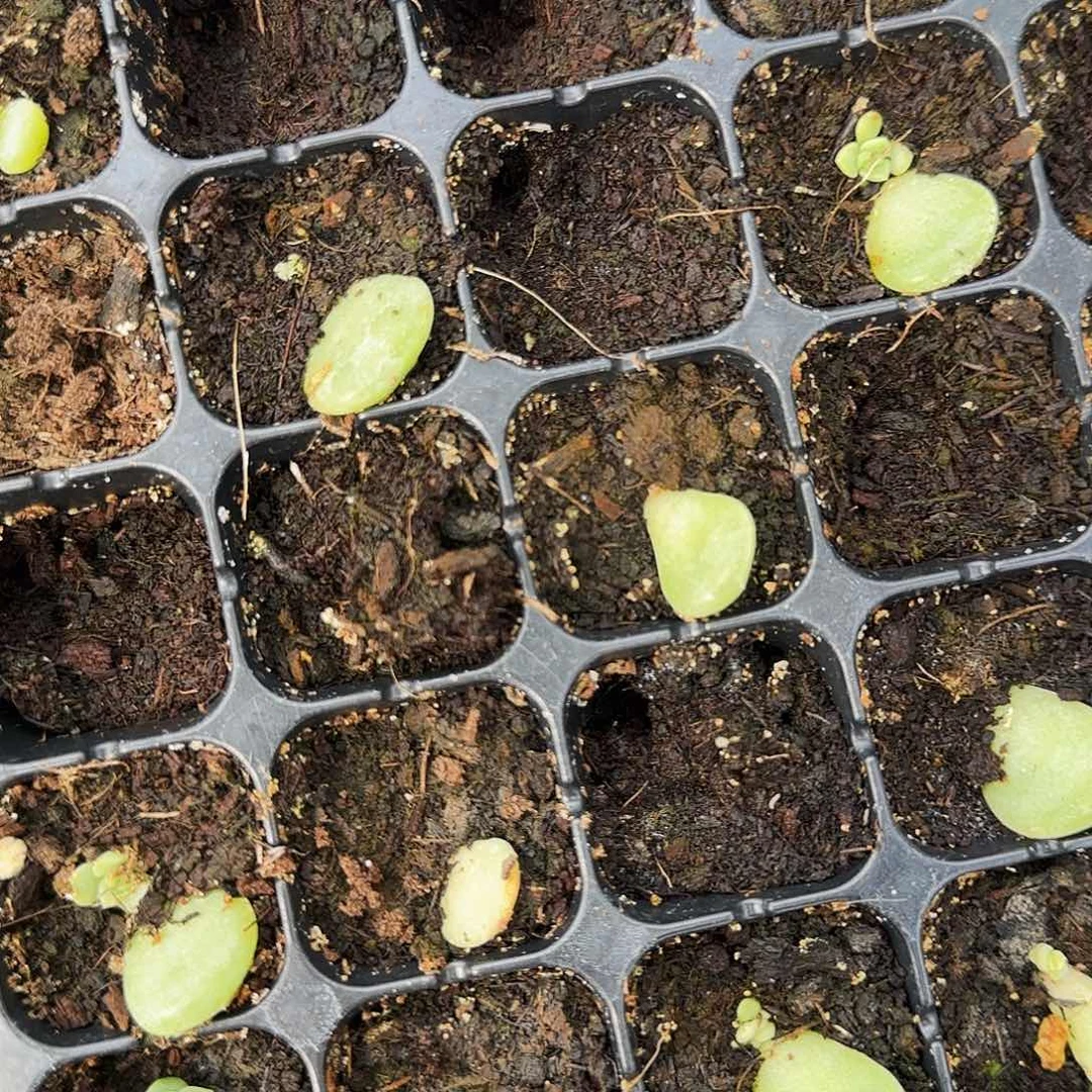 荔枝芝麻穴一个满25包邮