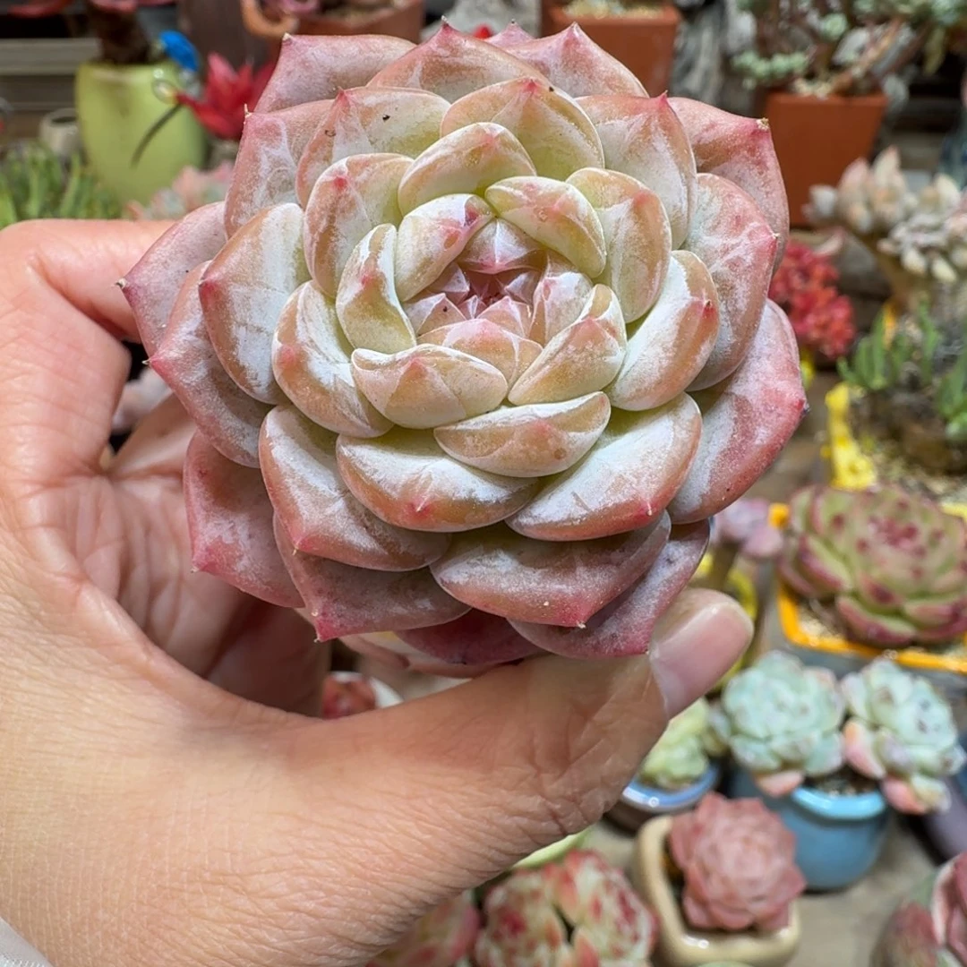 云梦瑶珍妮 多肉含盆土 一物一拍