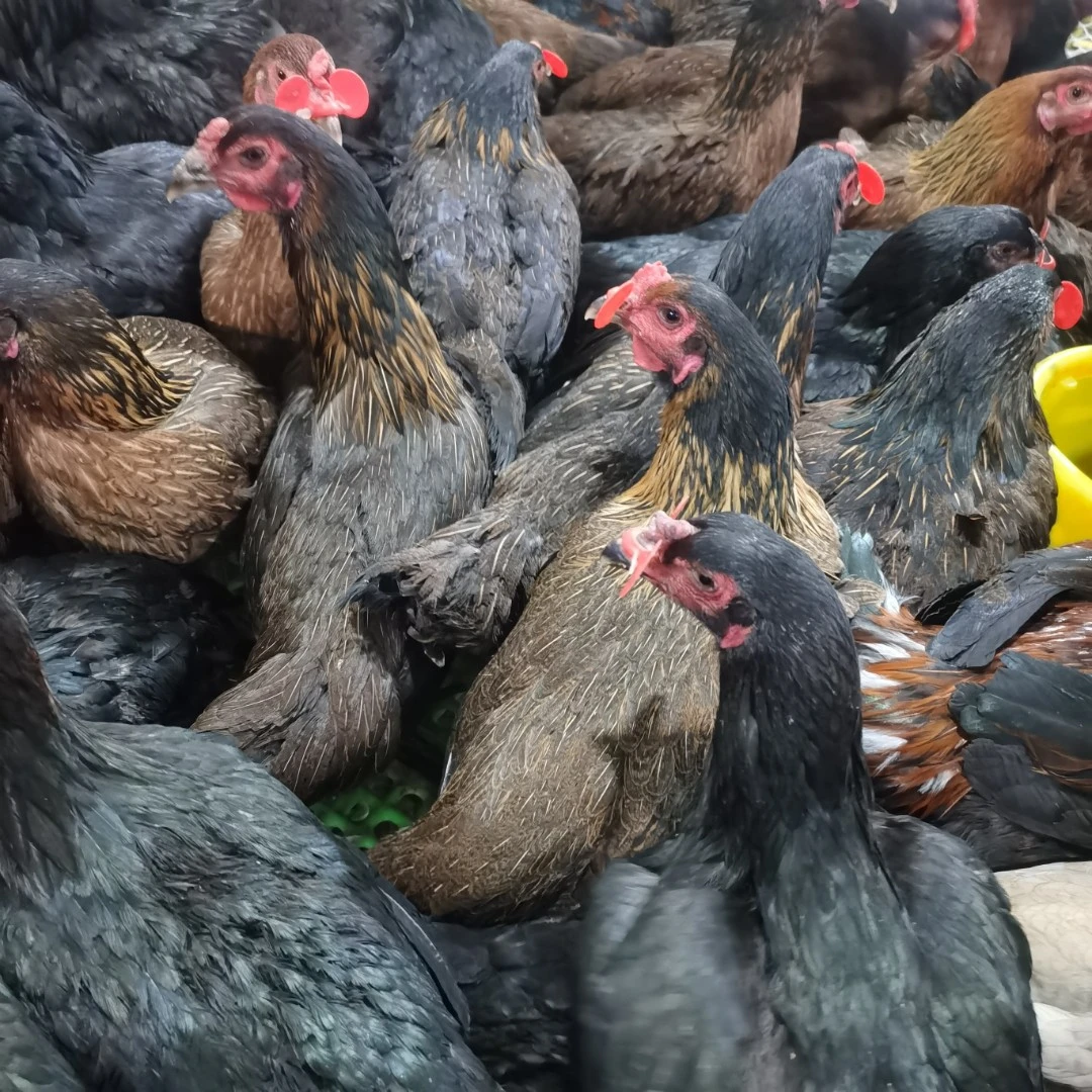 高山散养斗鸡土斗斗鸡和土鸡杂交品种肉质鲜美好养活