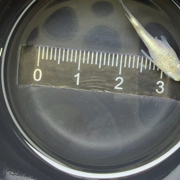 青鳉鱼金元宝短球8号