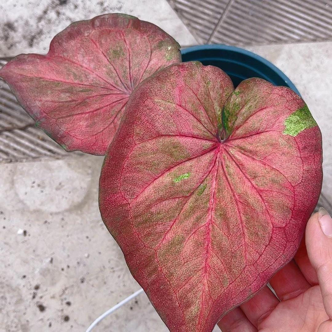 完全开放泰彩一物一拍9726