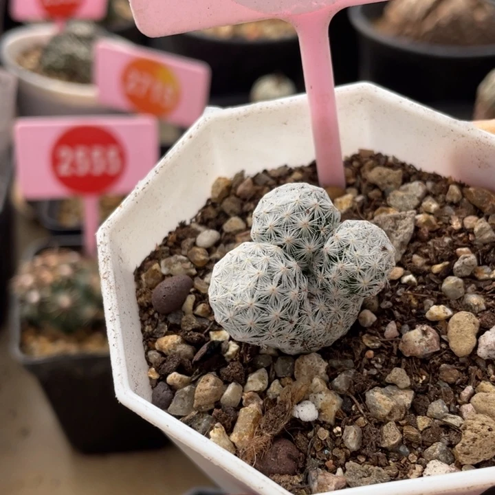 实生三头大玉白鸟0329