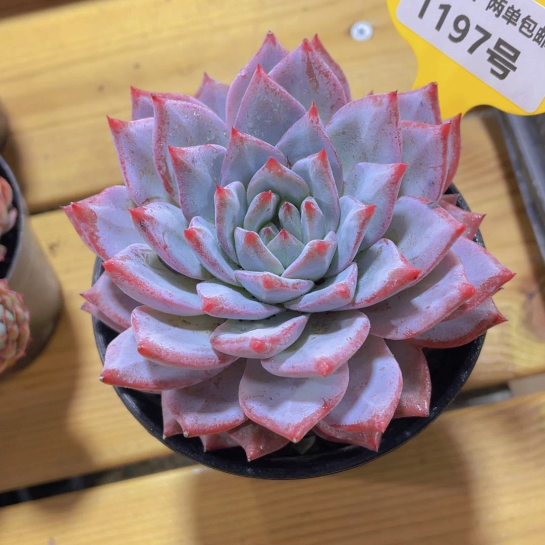 1197号 宽叶粉蓝鸟大单头