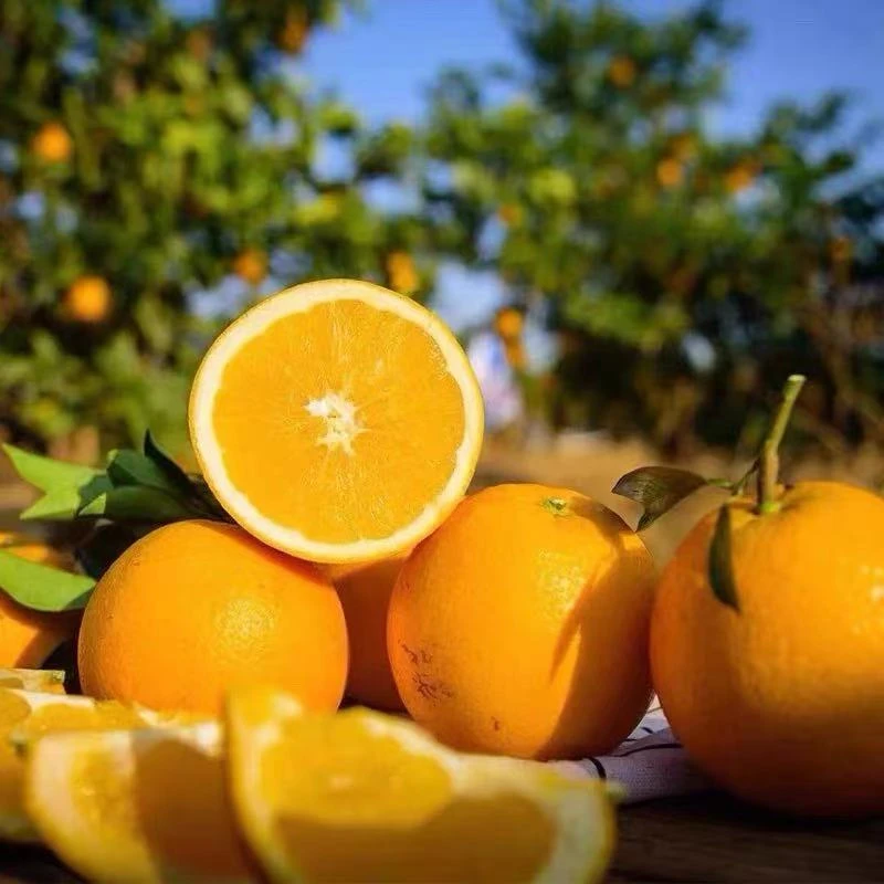 【京东次日达】五正宗江西赣州赣南脐橙榨汁新鲜水果斤产地直发当季整箱橙子现摘江西省