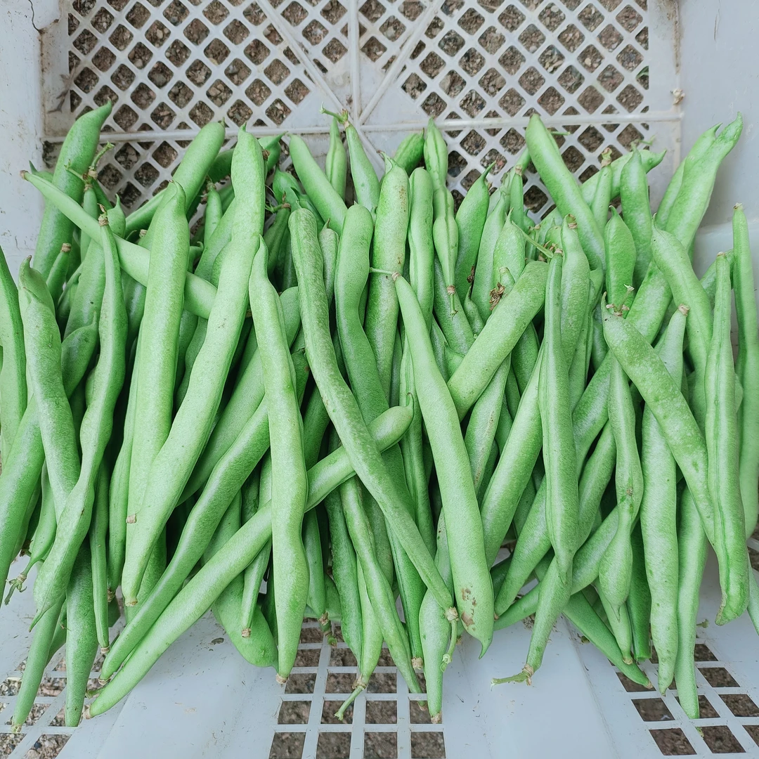 湖南隆回四季豆新鲜现摘现发无筋时令蔬菜农家自然成熟蔬菜