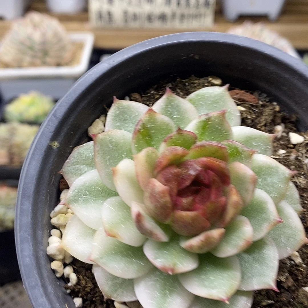 0869 绿水晶花脸锦